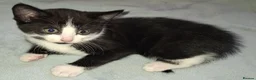 Domestic Shorthair cats for sale: 5 Beautiful, Playful Kittens - Advert 2