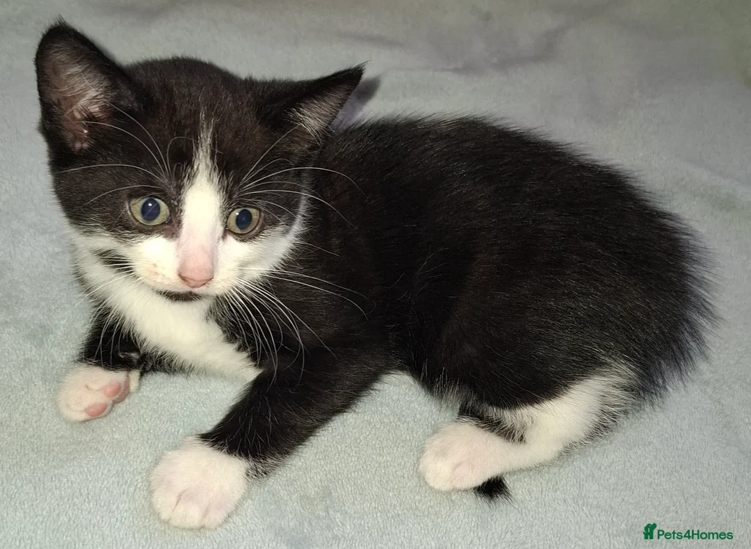 Domestic Shorthair cats for sale: 5 Beautiful, Playful Kittens - Advert 2