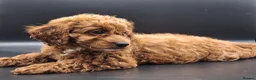 Cavapoo dogs for sale: Stunning Micro Asian Poodle x Cavapoo F1B puppies - Advert 12