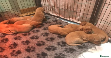Labrador Retriever dogs - Advert 11