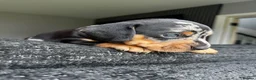 Miniature Dachshund dogs for sale: Miniature Dachshund  in Leigh-on-Sea - Advert 9