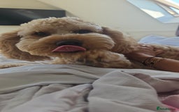Cockapoo dogs for sale: Teddy / Ted / Tedwyn 🧸   - Image 15