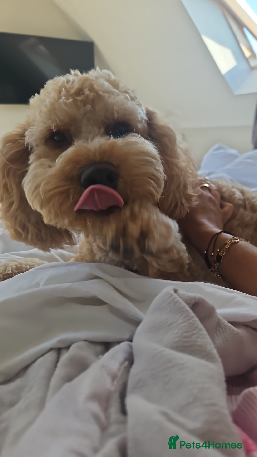 Cockapoo dogs for sale: Teddy / Ted / Tedwyn 🧸   - Image 15