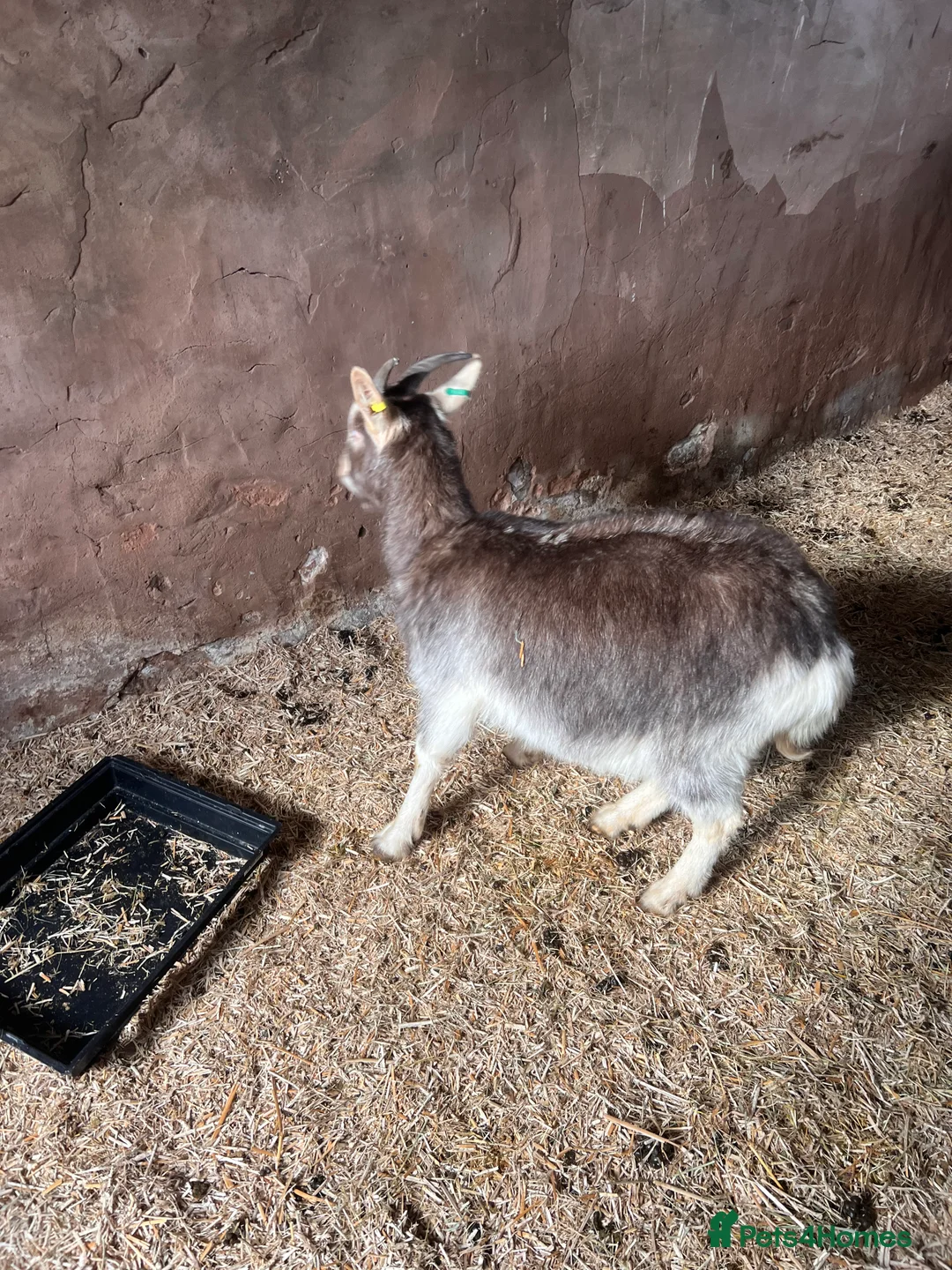 Goats livestock for sale: Goats available male female  - Advert 4