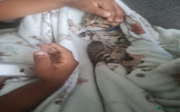 Bengal cats for sale: Ready now!🥰 ✨️3🐆Beautiful Full Bengal Kittens✨️ in Sutton - Image 22