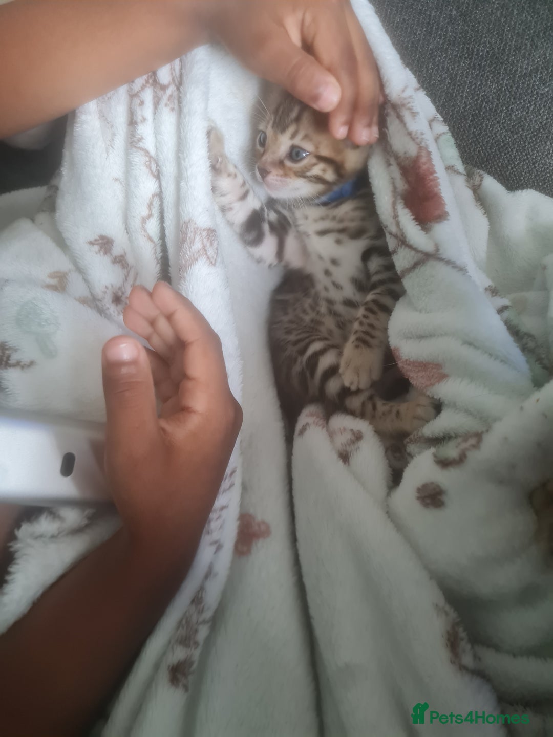 Bengal cats for sale: Ready now!🥰 ✨️3🐆Beautiful Full Bengal Kittens✨️ in Sutton - Image 22