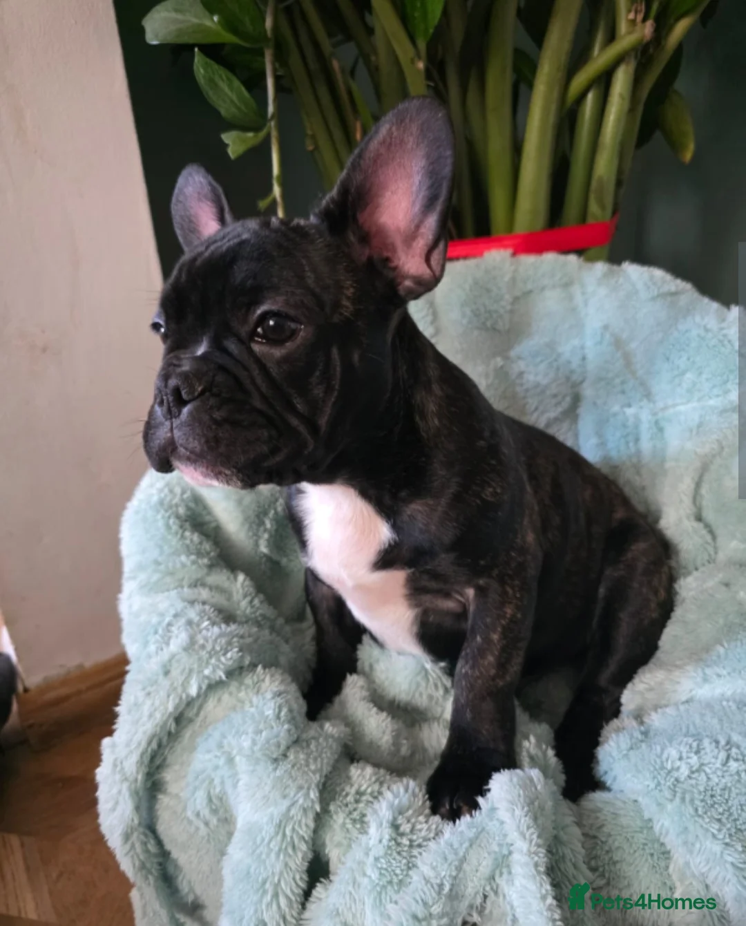 French Bulldog dogs for sale: Stunning boy  - Advert 1