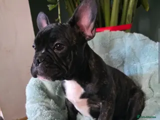 French Bulldog dogs Stunning boy - Advert 1