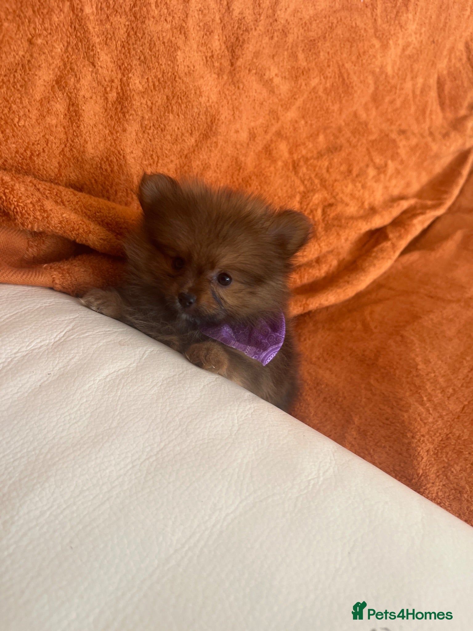 Pomeranian dogs Pomeranian  - Advert 2