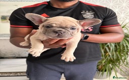 French Bulldog dogs for sale: 4 stunning Pure breed Blue Fawn French Bulldogs 🐶 - Image 4