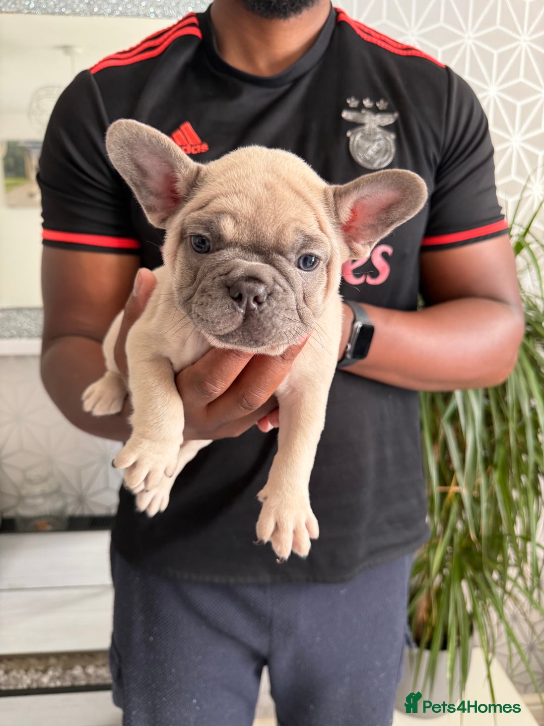 French Bulldog dogs for sale: 4 stunning Pure breed Blue Fawn French Bulldogs 🐶 - Image 4