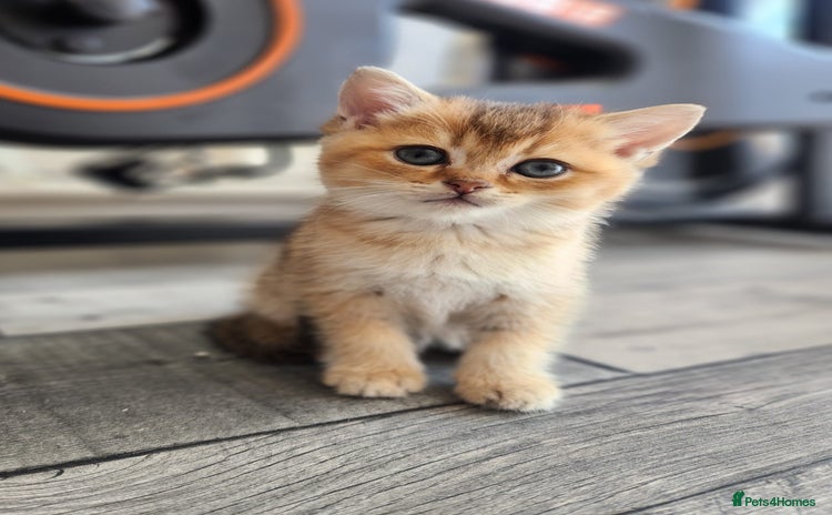 British Shorthair cats - Advert 3