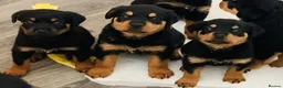 Rottweiler dogs for stud: MALE ROTTWEILER FOR STUD ONLY  - Advert 18