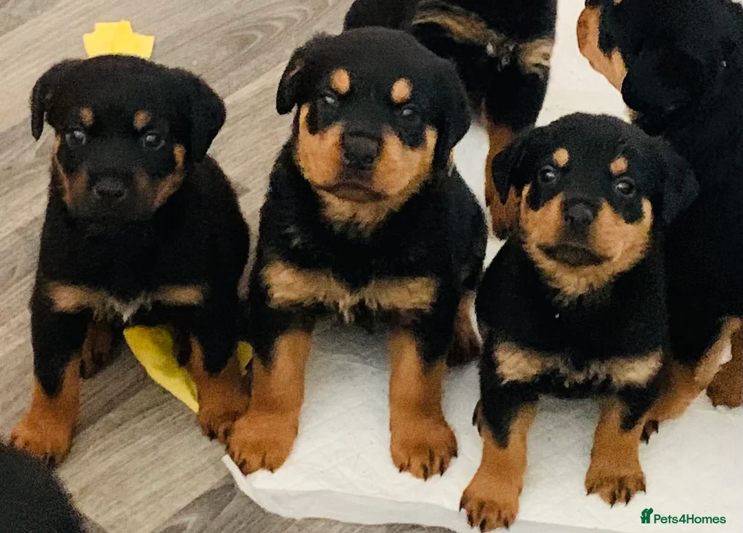 Rottweiler dogs for stud: MALE ROTTWEILER FOR STUD ONLY  - Advert 18