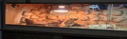 Bearded Dragon reptiles for sale: Full bearded dragon set with 2 dragons  in Bridgend - Advert 2