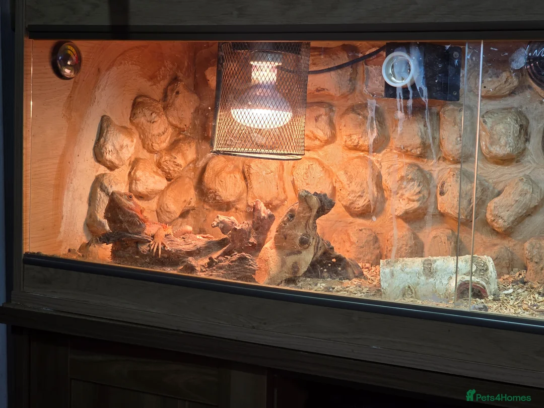 Bearded Dragon reptiles for sale: Full bearded dragon set with 2 dragons  in Bridgend - Advert 2