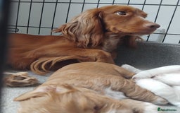 Cocker Spaniel dogs for sale: Cocka pups ready for new home - Image 10
