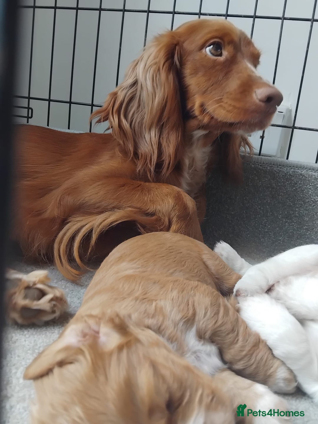 Cocker Spaniel dogs for sale: Cocka pups ready for new home - Image 10