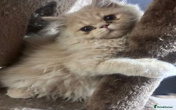 Persian cats for sale: Persian kittens - Image 1
