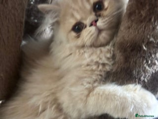 Persian cats - Advert 27