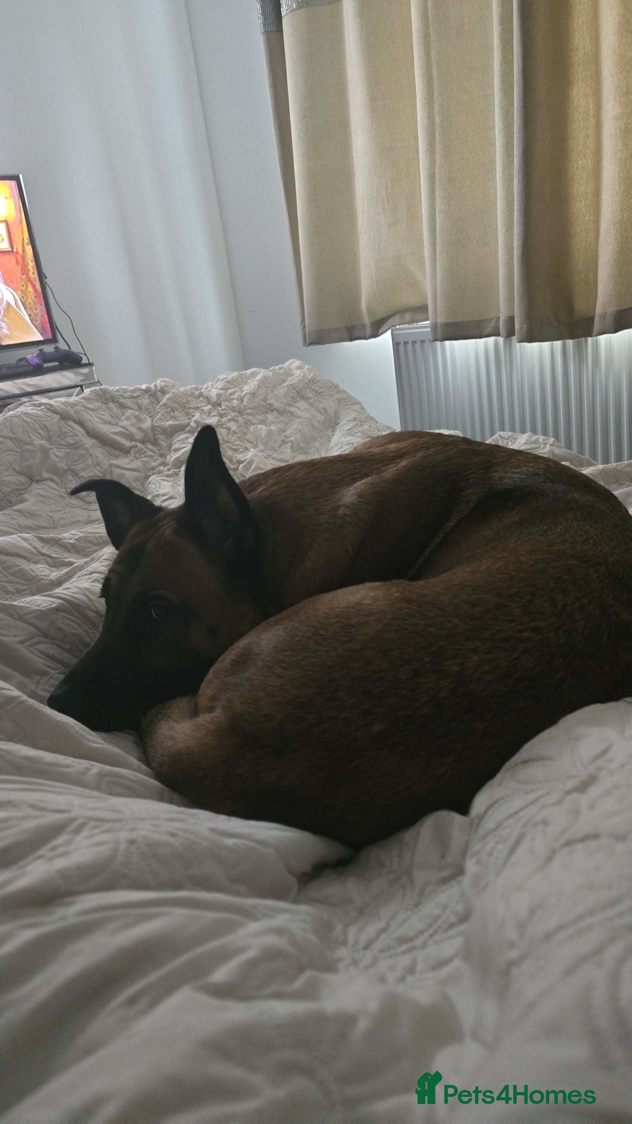 Mixed Breed dogs Cute friendly dog - Advert 5