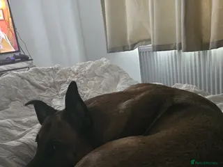 Mixed Breed dogs Cute friendly dog - Advert 5