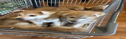 Mixed Breed dogs for sale: White Swiss shepherd cross wolf dog - Advert 11