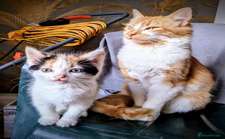 Maine Coon cats - Advert 10