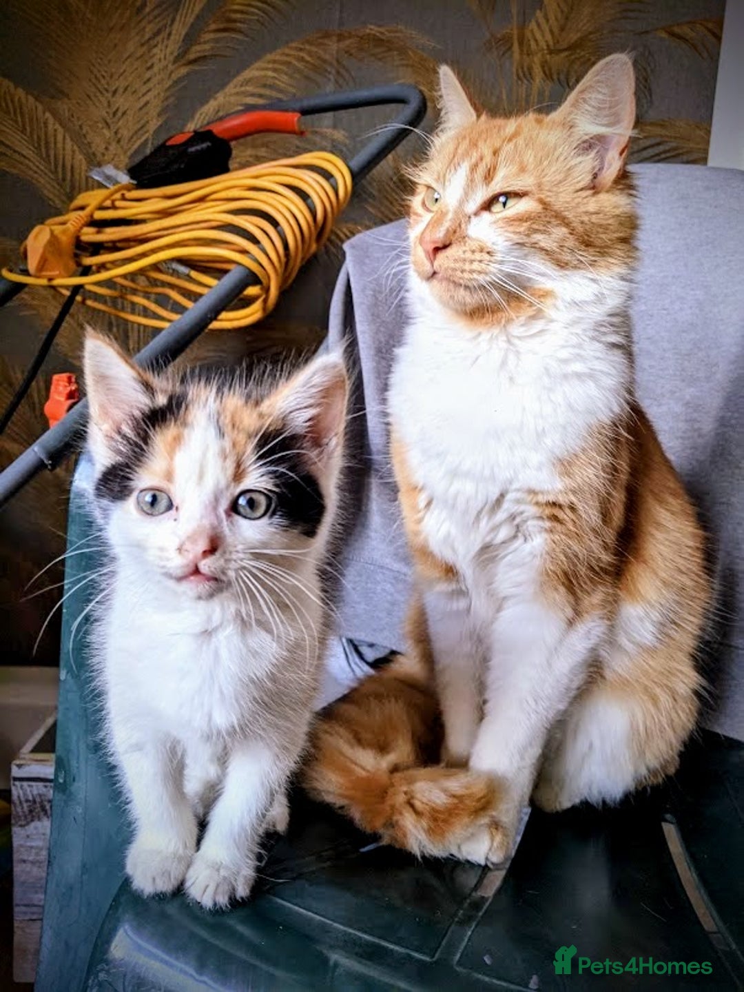 Maine Coon cats for sale: Exceptional Maine Coon x BSH Kittens Available Now - Image 1