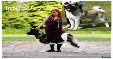 Akita dogs - Advert 4