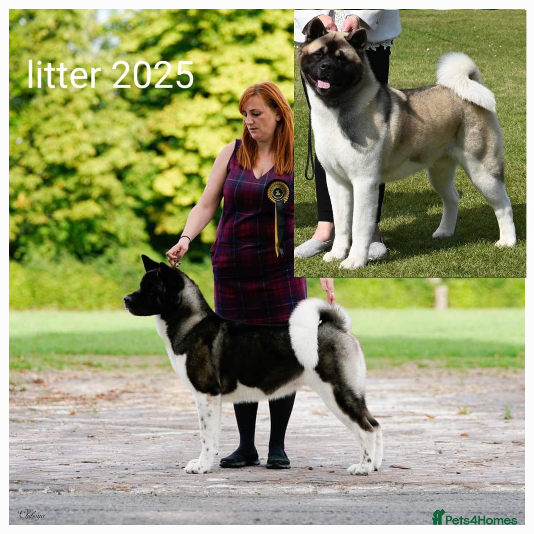 Akita dogs for sale: KC registered Akita puppies - Image 4