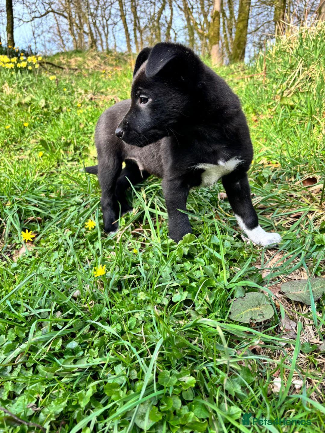 Mixed Breed dogs for sale: Kelpie X Collie Dog Pup - Advert 6