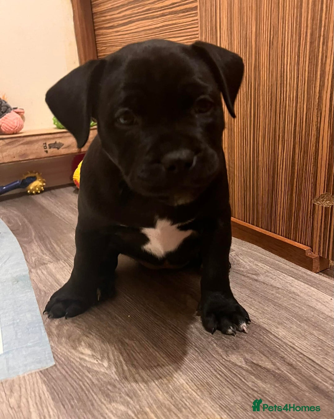 Staffordshire Bull Terrier dogs for sale: Puppies for sale  - Advert 7