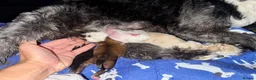 Tibetan Terrier dogs for sale: Adorable Kc Reg Tibetan terriers Puppies - Advert 11