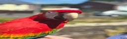 Parrots birds for sale: Various parrots available check description  - Advert 13