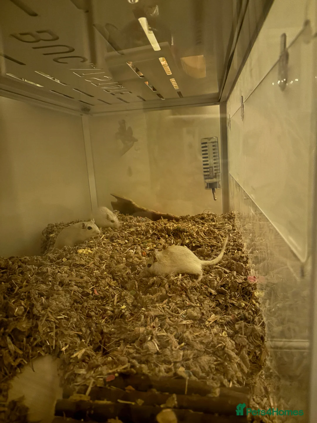 Gerbil rodents for sale: 3 Female gerbils for sale with converted ikea cage - Advert 2