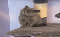 British Shorthair cats for sale: STUNNING, HEALTH TESTED PARENTS, BLUE BSH KITTENS in Burntwood - Image 25