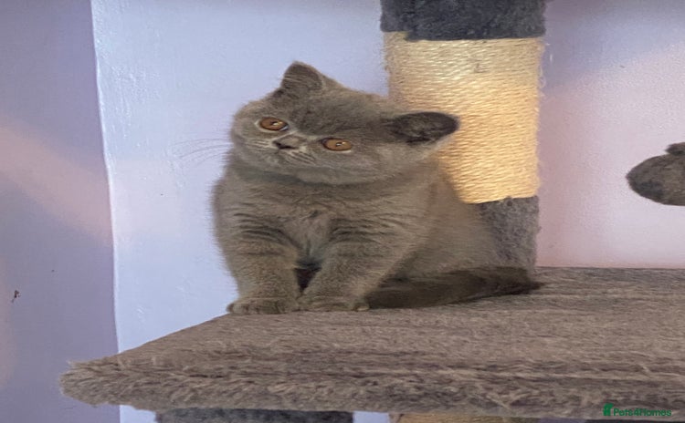 British Shorthair cats in Burntwood - Advert 10