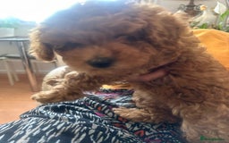 Toy Poodle dogs for sale: Toy poodles - Image 7