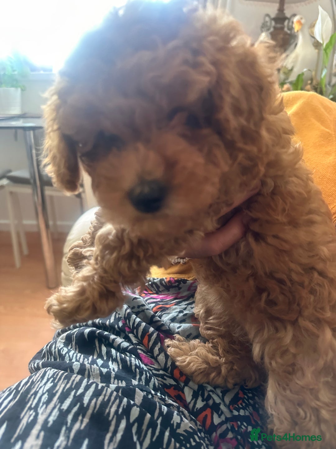 Toy Poodle dogs for sale: Toy poodles - Image 7
