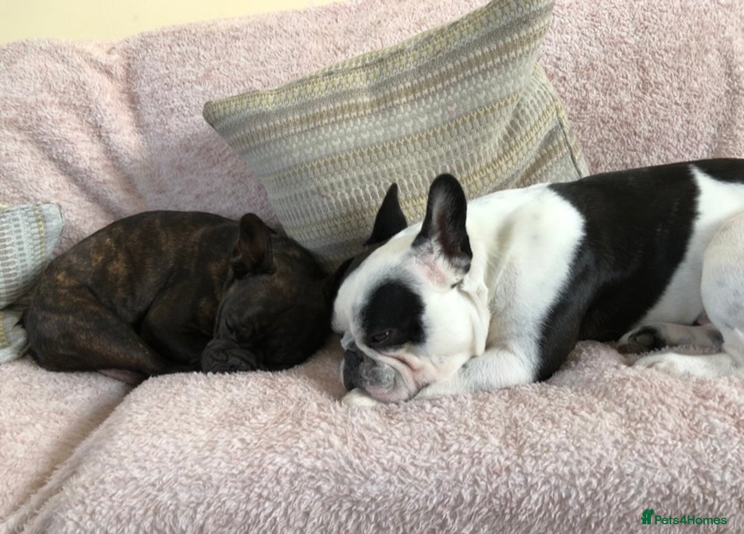 French Bulldog dogs for sale: URGENT REHOME - Two French Bulldogs for rehome! - Advert 4