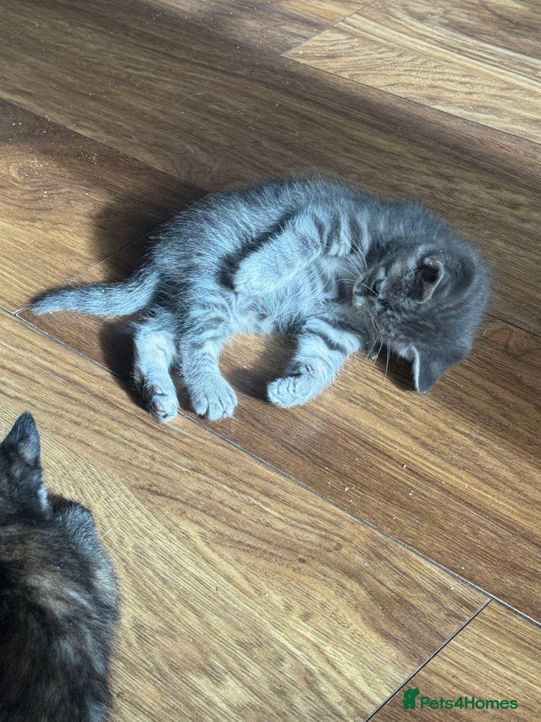 Mixed Breed cats for sale: Kittens (£250-£80) - Image 3