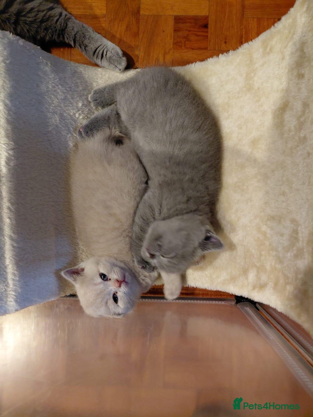 British Shorthair cats for sale: GCCF Registered Championship Line BSH Kittens - Image 20