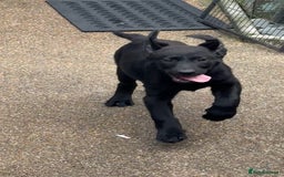 Labrador Retriever dogs for sale: Stunning Labrador puppies for sale  in Lostwithiel - Image 11