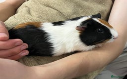 Guinea Pig rodents for sale: Male guinea pigs with cage and accessories  - Image 10