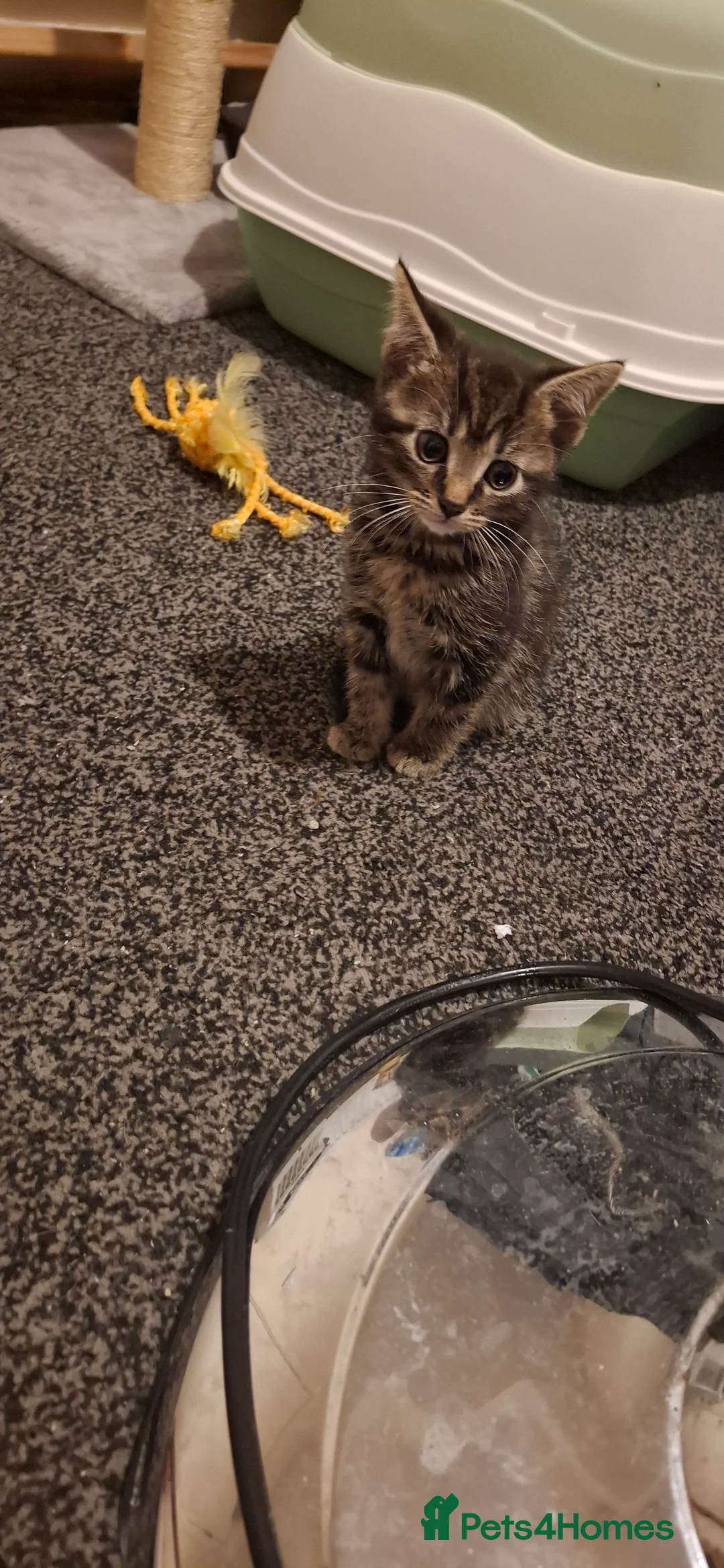 Bengal cats for sale: Bengal boy crosd - Advert 9