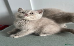 British Shorthair cats for sale: 🌈Beautiful Full Pedigree British Shorthairs 🌈🐱 - Image 24
