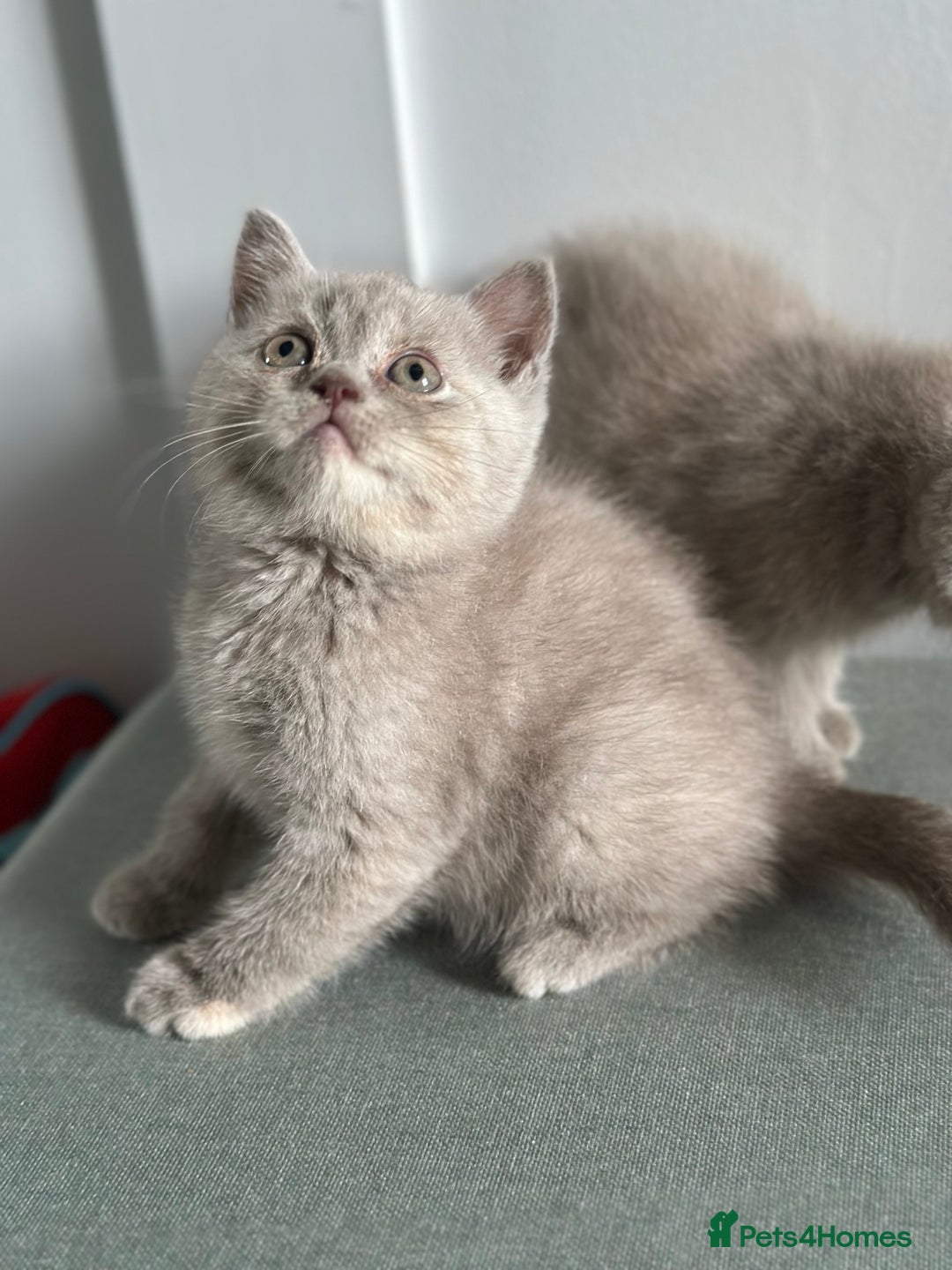 British Shorthair cats for sale: 🌈Beautiful Full Pedigree British Shorthairs 🌈🐱 - Image 24