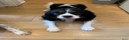 Cavalier King Charles Spaniel dogs for sale: Cavalier kings Charles puppies needing new homes  - Advert 2