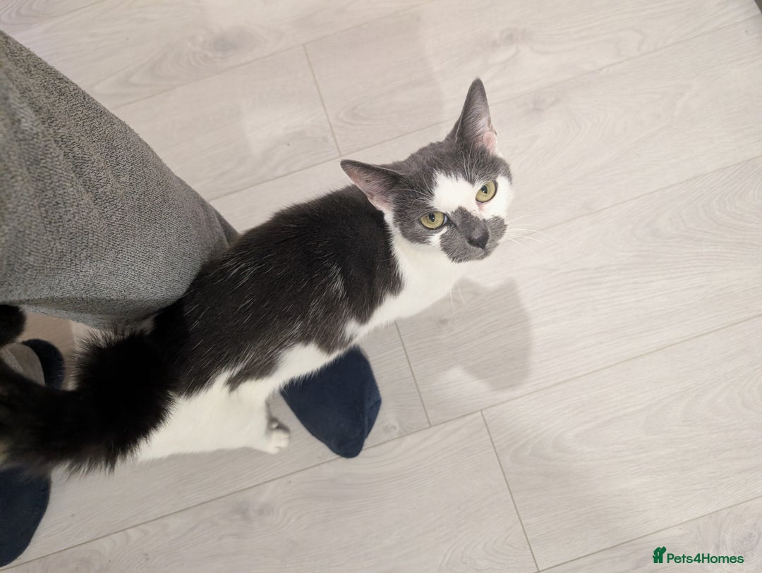 Mixed Breed cats for sale: Female cat for rehoming  - Image 3